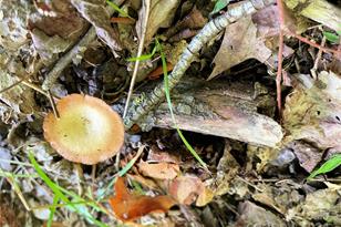 3065 Piney Hill Rd, Burnsville, NC 28714 - Photo 24