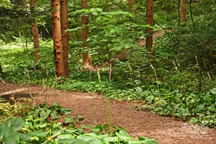 108 Lakewood Dr, Asheville, NC 28803 - Photo 42