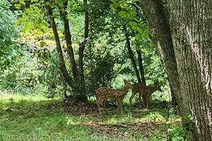 2767 Tanasee Gap Rd, Balsam Grove, NC 28708 - Photo 6