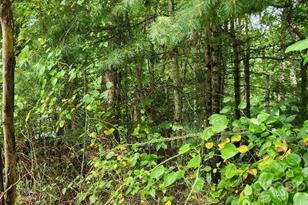 00000 Barebridge Dr, Burnsville, NC 28714 - Photo 4