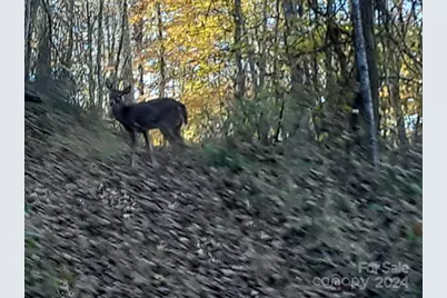 2200 Walnut Creek Road, Marshall, NC 28753 - Photo 14