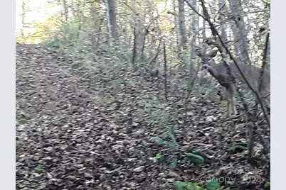 2200 Walnut Creek Road, Marshall, NC 28753 - Photo 16