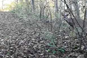 2200 Walnut Creek Rd, Marshall, NC 28753 - Photo 16