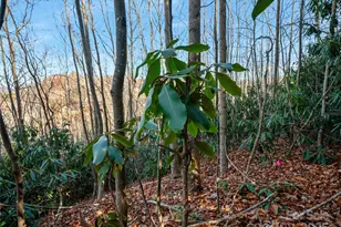 99999 Bay Laurel Ln, Hendersonville, NC 28791 - Photo 16