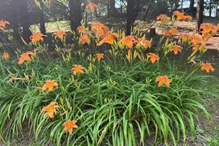 620 Smith Waldrop Rd, Columbus, NC 28722 - Photo 42