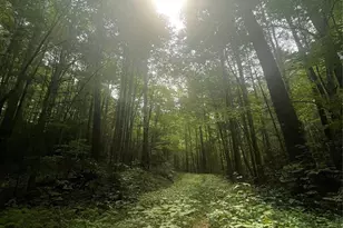 1201 Simms Fork Rd, Burnsville, NC 28714 - Photo 6