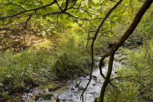 1201 Simms Fork Rd, Burnsville, NC 28714 - Photo 4