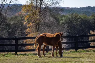 172 Tuckertown Rd, New London, NC 28127 - Photo 4