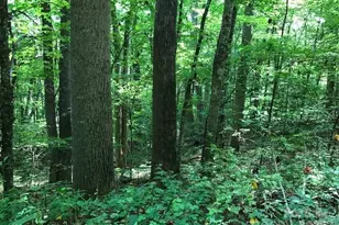 00 Red Oak Ln N, Burnsville, NC 28714 - Photo 6