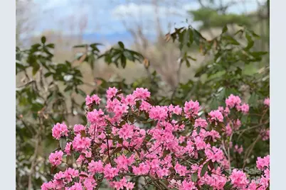 15 Elmwood Lane #161, Asheville, NC 28803 - Photo 4