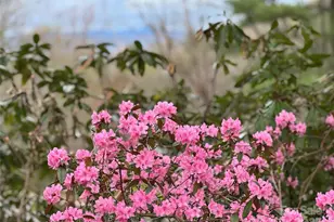 15 Elmwood Ln, Asheville, NC 28803 - Photo 4