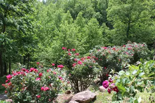 337 Roberson School Rd, Moravian Falls, NC 28654 - Photo 8