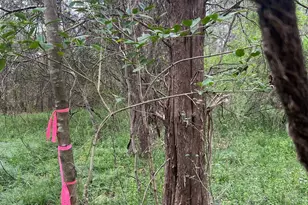 11055 Graybark Rd, Midland, NC 28107 - Photo 6