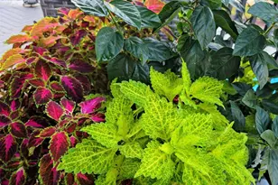 17810 Half Moon Ln, Cornelius, NC 28031 - Photo 48