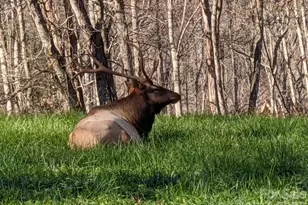 1426 Setzer Cove Rd, Maggie Valley, NC 28751 - Photo 46