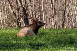 1426 Setzer Cove Rd, Maggie Valley, NC 28751 - Photo 4