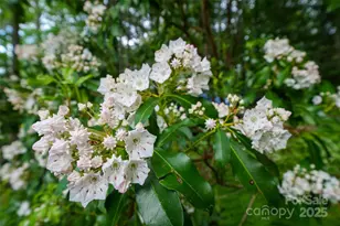 45 Gracious Ln, Waynesville, NC 28785 - Photo 28