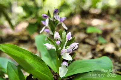 99999 Anderson Cove Road, Barnardsville, NC 28709 - Photo 14