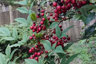 7881 US 25/70 Hwy, Marshall, NC 28753 - Photo 42