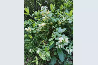 7881 US 25/70 Highway, Marshall, NC 28753 - Photo 34