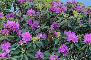 143 Daniel Boone Trl, Burnsville, NC 28714 - Photo 24