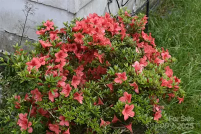 18417 Hwy 221 Highway N, Marion, NC 28752 - Photo 8