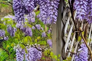 75 Cisco Rd, Asheville, NC 28805 - Photo 10