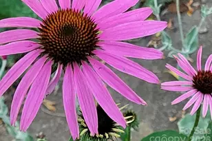 75 Cisco Rd, Asheville, NC 28805 - Photo 48