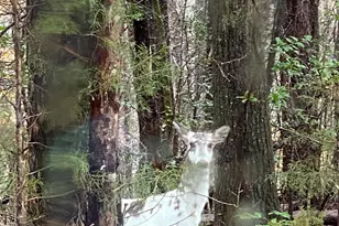 177 Mountain View Ln, Troy, NC 27371 - Photo 46