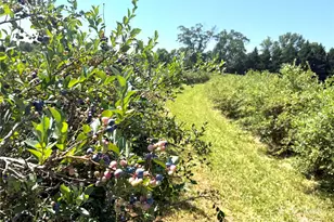 5188 Dysartsville Rd, Morganton, NC 28655 - Photo 42