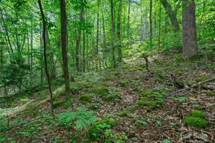 #1 Tbd Lotties Creek Rd, Burnsville, NC 28714 - Photo 8