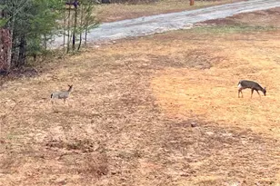 282 Calhoun Trail, Rutherfordton, NC 28139 - Photo 28