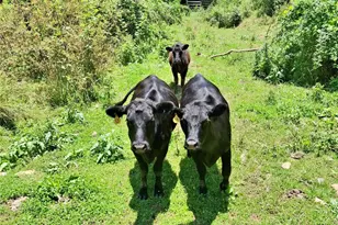 2087 Henry Rd, Sylva, NC 28779 - Photo 2