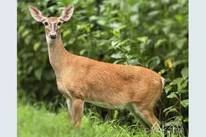 40 Sanctuary Drive, Burnsville, NC 28714 - Photo 34