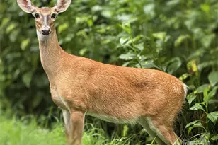 40 Sanctuary Dr, Burnsville, NC 28714 - Photo 34