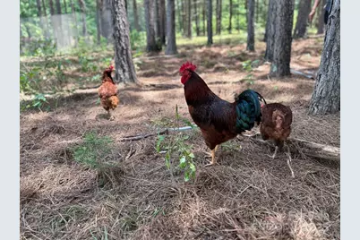 1808 Aiken Road, Blackstock, SC 29014 - Photo 16