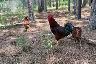 1808 Aiken Rd, Blackstock, SC 29014 - Photo 16