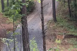 560 Hester Mill Rd, Rutherfordton, NC 28139 - Photo 34