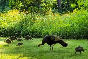 75 Cisco Rd, Asheville, NC 28805 - Photo 20