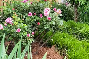 75 Cisco Rd, Asheville, NC 28805 - Photo 8