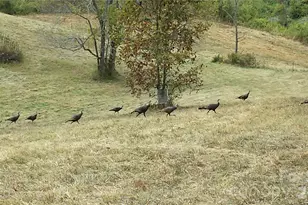 30 Morning Glory Ln, Weaverville, NC 28787 - Photo 36