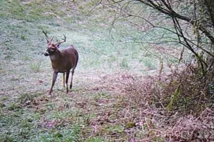 30 Morning Glory Ln, Weaverville, NC 28787 - Photo 38
