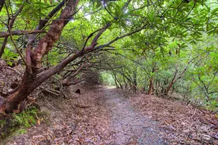 554 Pisgah Forest Dr, Pisgah Forest, NC 28768 - Photo 42