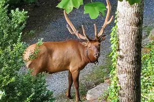 7 Higel Ln, Maggie Valley, NC 28751 - Photo 42