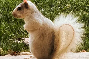 31 Cozy Cottage Wy, Arden, NC 28704 - Photo 36