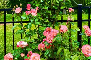 31 Cozy Cottage Wy, Arden, NC 28704 - Photo 34