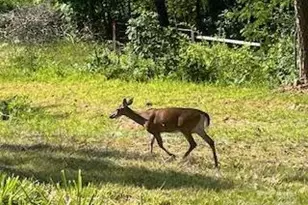 338 Espen Rdg, Asheville, NC 28804 - Photo 46
