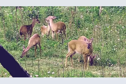 745 Broom Road, Tuckasegee, NC 28783 - Photo 14