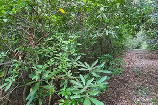 Lot 2 Pine Ridge Rd, Burnsville, NC 28714 - Photo 2