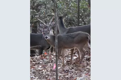 10 Chestnut Ridge Road, Mills River, NC 28759 - Photo 46